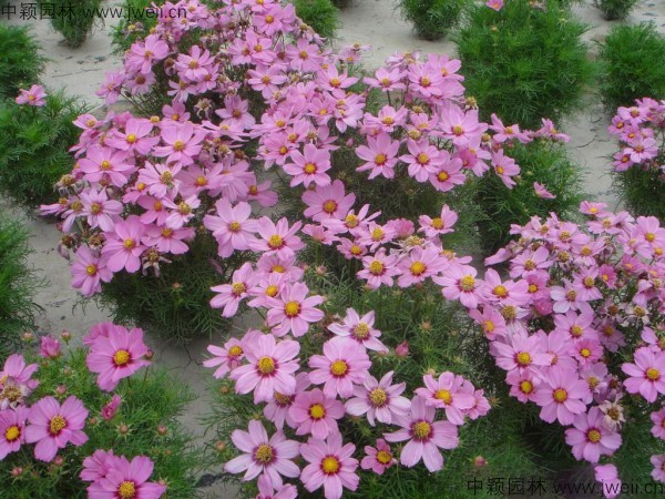 波斯菊-(4).jpg