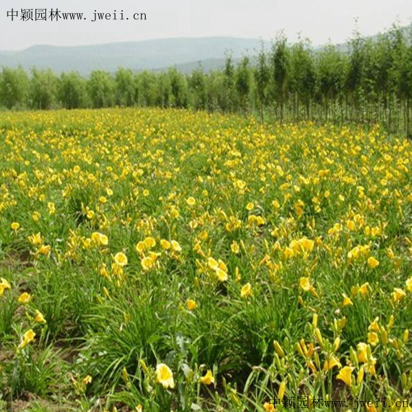 金娃娃萱草12_副本.jpg