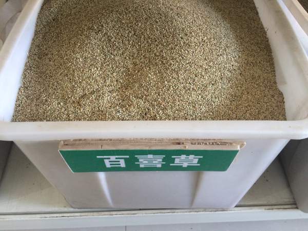 1567400508173446.jpg 百喜草.jpg