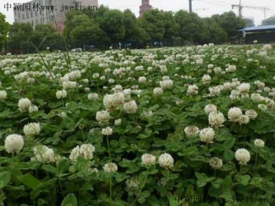 種什么種子護坡？