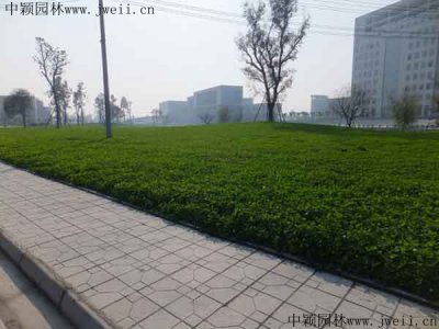 河道護坡種植什么好？