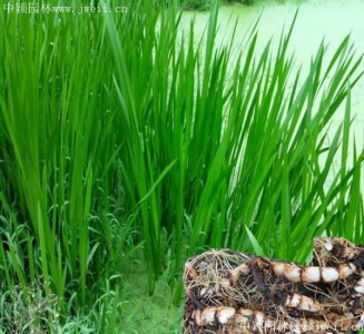 魚塘水邊種什么能護坡？