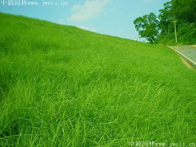 護坡植物種什么？