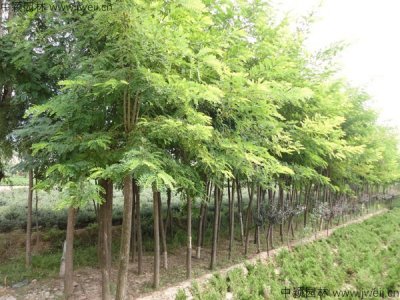 護坡適合種什么樹？