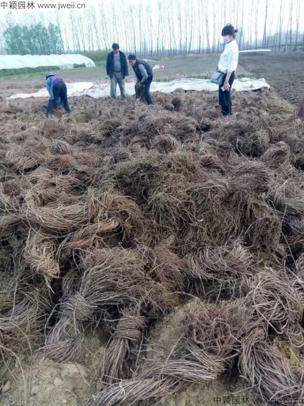 爬山虎6-(2).jpg