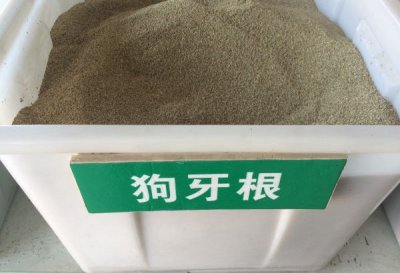 護坡播種狗牙根草籽嗎？