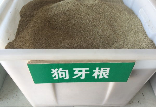1567494910284786.jpg 狗牙根1_副本.jpg