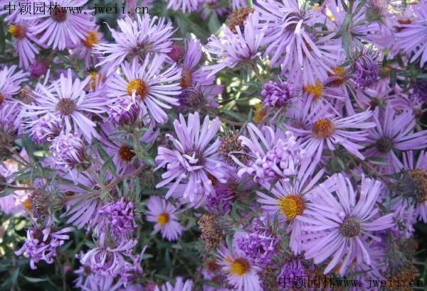 1567590674754349.jpg 野菊花6_副本.jpg