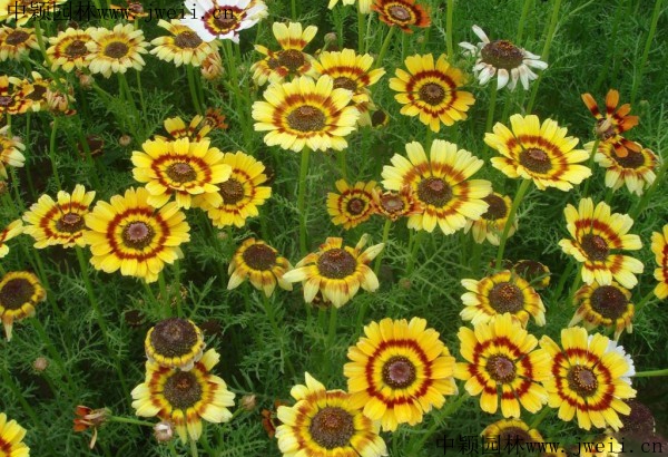 1567590694138746.jpg 野菊花10_副本.jpg