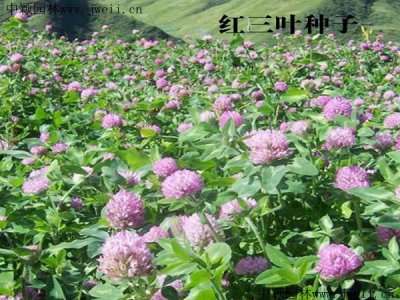公路護坡用什么草？