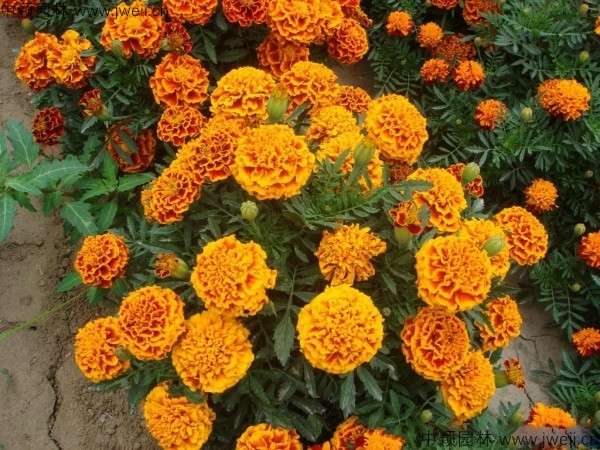 孔雀草-(4).jpg
