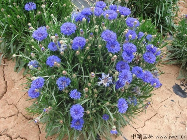 矢車菊-(18).jpg