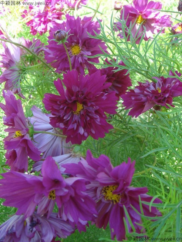 波斯菊-(17).jpg