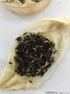 波斯菊發芽溫度是多少度？	