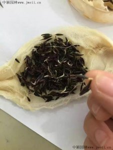 波斯菊多少天出苗？	