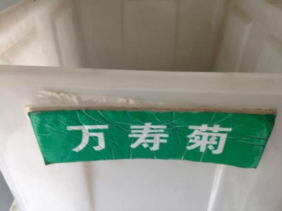 山西哪里有賣萬壽菊種子的？