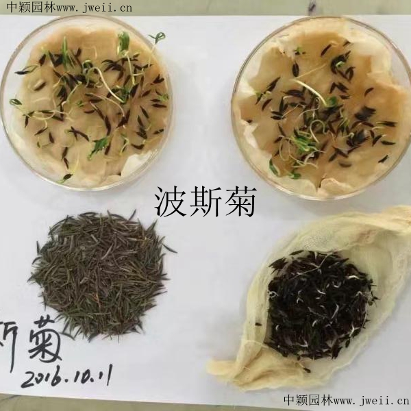 1568731294836596.jpg 波斯菊1.jpg