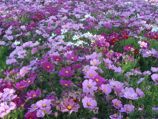 1568731406122029.jpg 波斯菊-(2).jpg