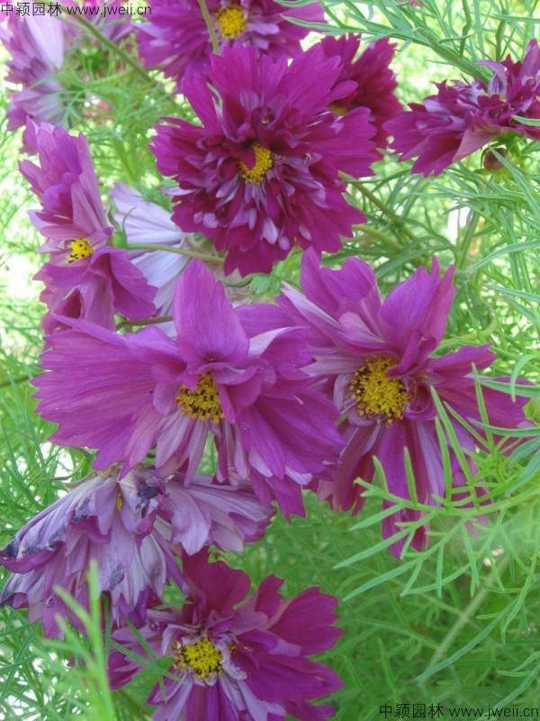 1568903982137750.jpg 波斯菊-(18).jpg