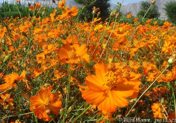 1569293808671147.jpg 硫華菊2.jpg