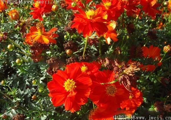 1569293829737650.jpg 硫華菊5.jpg
