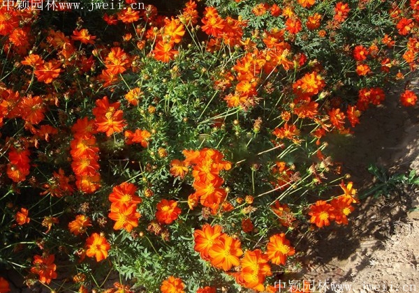 硫華菊1.jpg