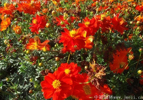 硫華菊3.jpg