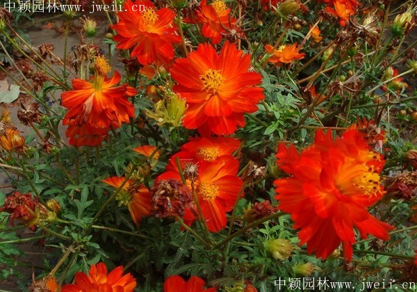 硫華菊4.jpg