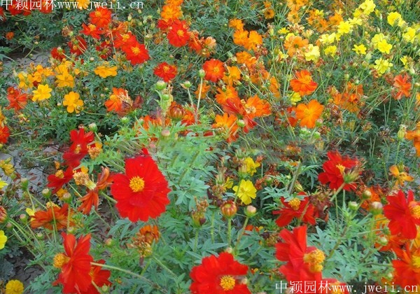 硫華菊13.jpg
