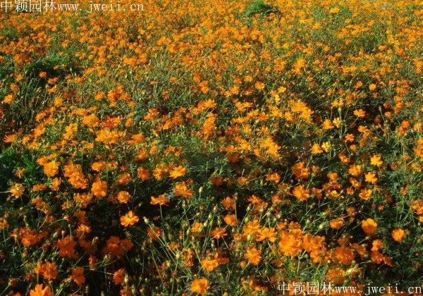 硫華菊15.jpg