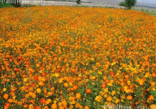 硫華菊16.jpg
