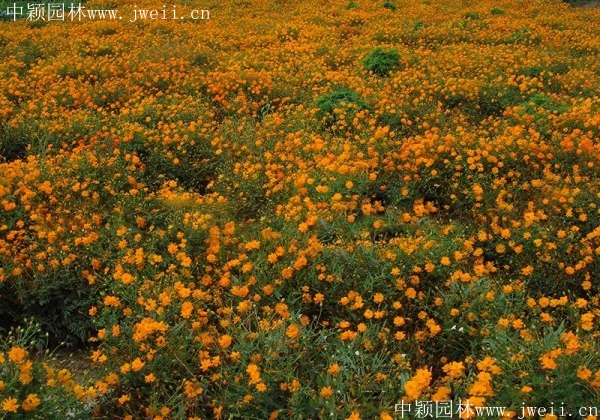 硫華菊17.jpg