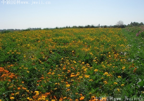 硫華菊20.jpg