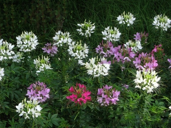 醉蝶花-(9).jpg