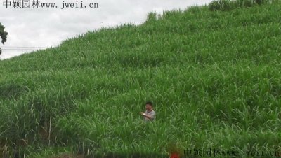 種植牧草護坡有什么好處？