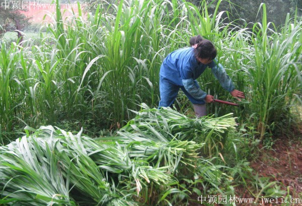 皇竹牧草7.jpg
