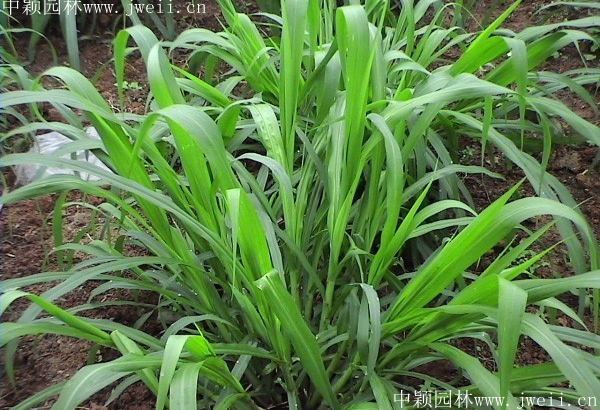 皇竹牧草4.jpg