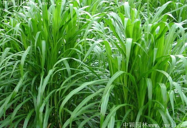 皇竹牧草5.jpg