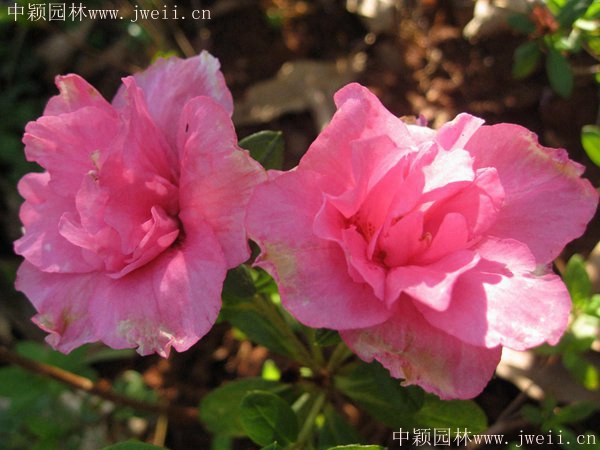 杜鵑花2_副本.jpg