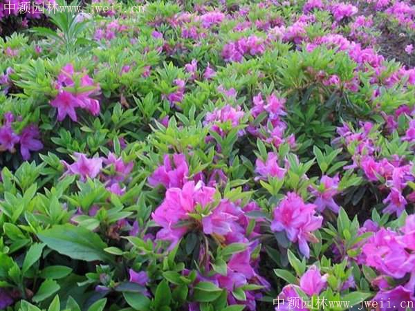 杜鵑花3_副本.jpg