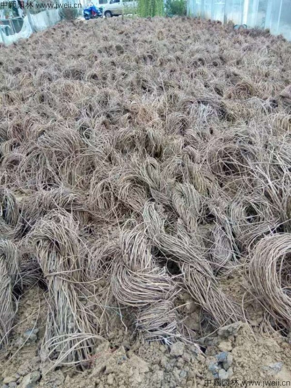 爬山虎13.jpg