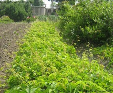 公路護坡種植爬山虎的好處？