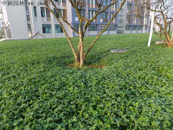 白三葉草11.jpg