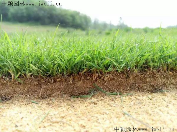 高爾夫2_副本.jpg