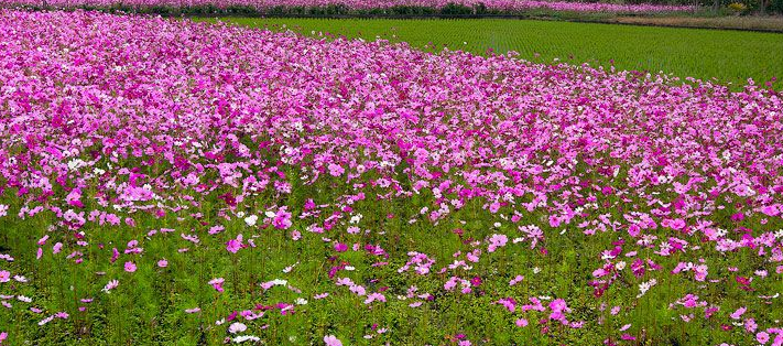 波斯菊是格桑花，那么格桑花是波斯菊嗎？