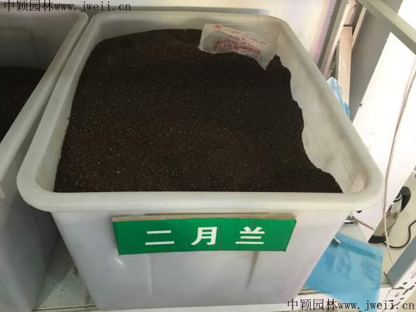 二月蘭草籽.jpg