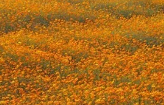 為什么大家都說硫華菊非常容易種植？你知道嗎？