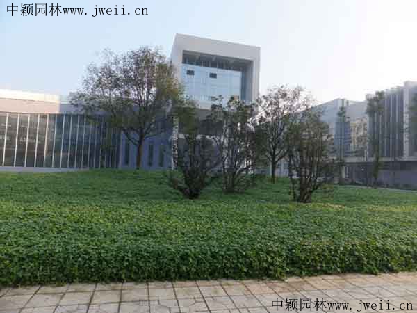 白三葉草12.jpg