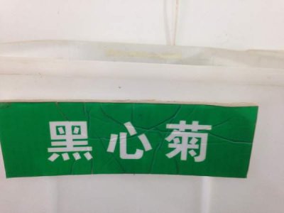 一平方播種多少克黑心菊草籽？