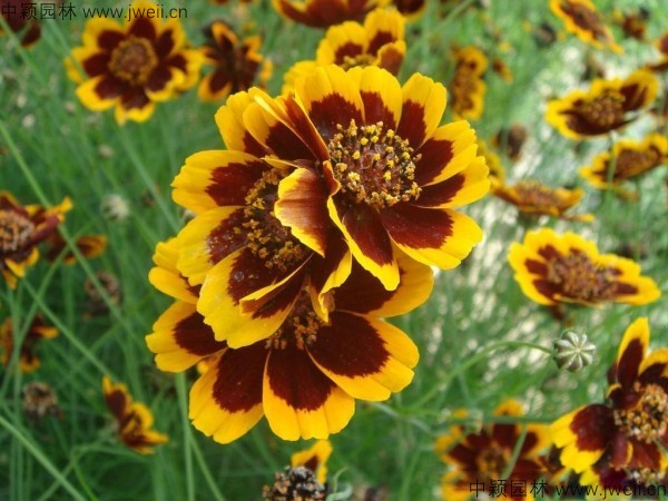 1570793625576236.jpg 金雞菊-(2).jpg
